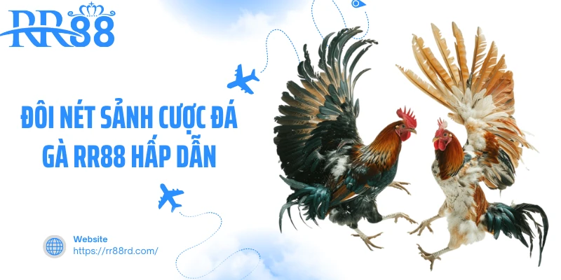Đôi nét sảnh cược đá gà RR88 hấp dẫn Đôi nét sảnh cược đá gà RR88 hấp dẫn