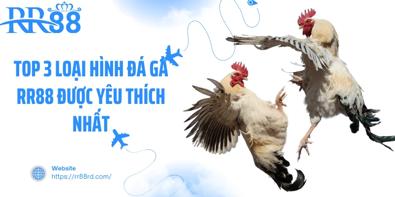 Top 3 loại hình đá gà RR88 được yêu thích nhất Top 3 loại hình đá gà RR88 được yêu thích nhất